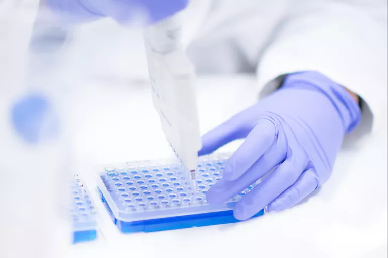 A scientist using a multi pipette to dispense liquid into wells