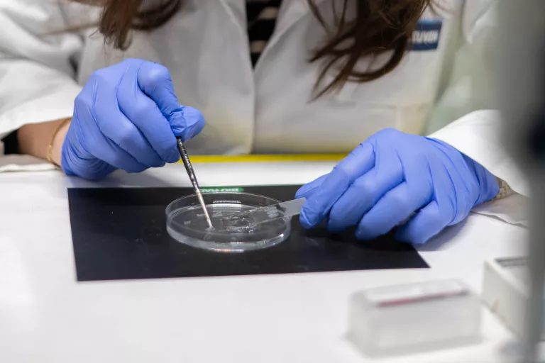 Close-up of one of our Center's technician's hands with lab gloves doing research in a petri dish