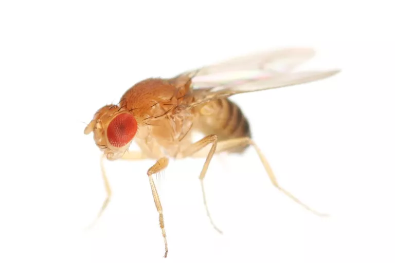 A Drosophila (fruit fly) against a white background