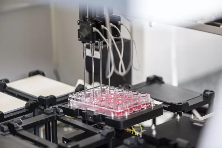 A 24-well plate filled with pink medium and iPSCs