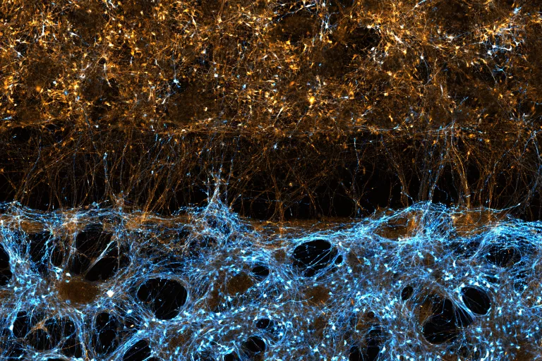 Dopamine neurons meet Striatal Neurons by Carles Calatayud Aristoy, a postdoctoral researcher in the Verstreken Lab at the VIB-KU Leuven Center for Brain &amp; Disease Research