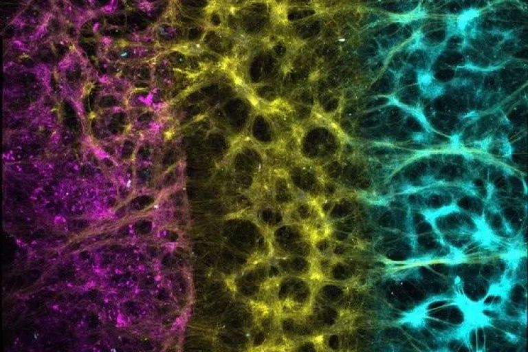 A tilescan of the cortico-striato-nigral circuit on the MEA chips by Carles Calatayud Aristoy, a postdoctoral researcher in the Verstreken Lab at VIB-KU Leuven Center for Brain &amp; Disease Research