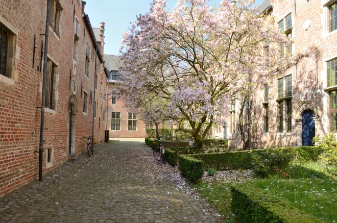 Quaint little street in Leuven with a bloom tree in bloom
