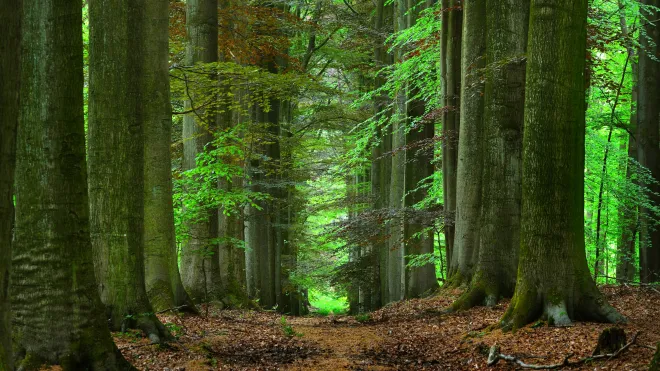 Forest surrounding Leuven