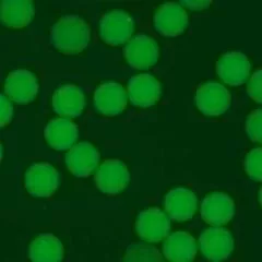 Dark green beads against a dark green background (Hydrop)